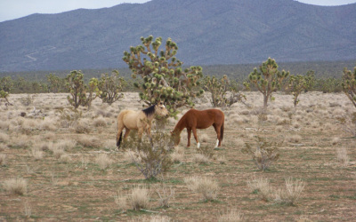 Wild Mustangs